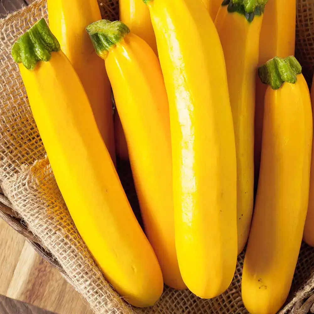 Abobrinha Italiana Amarela Orgânica (aprox. 400g)