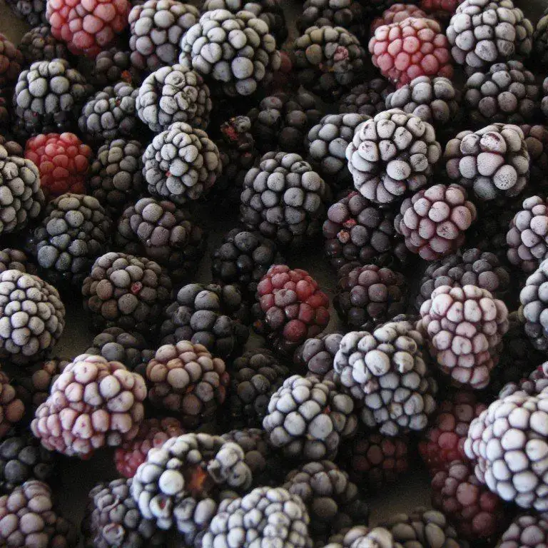 Amora Congelada Orgânica 500g