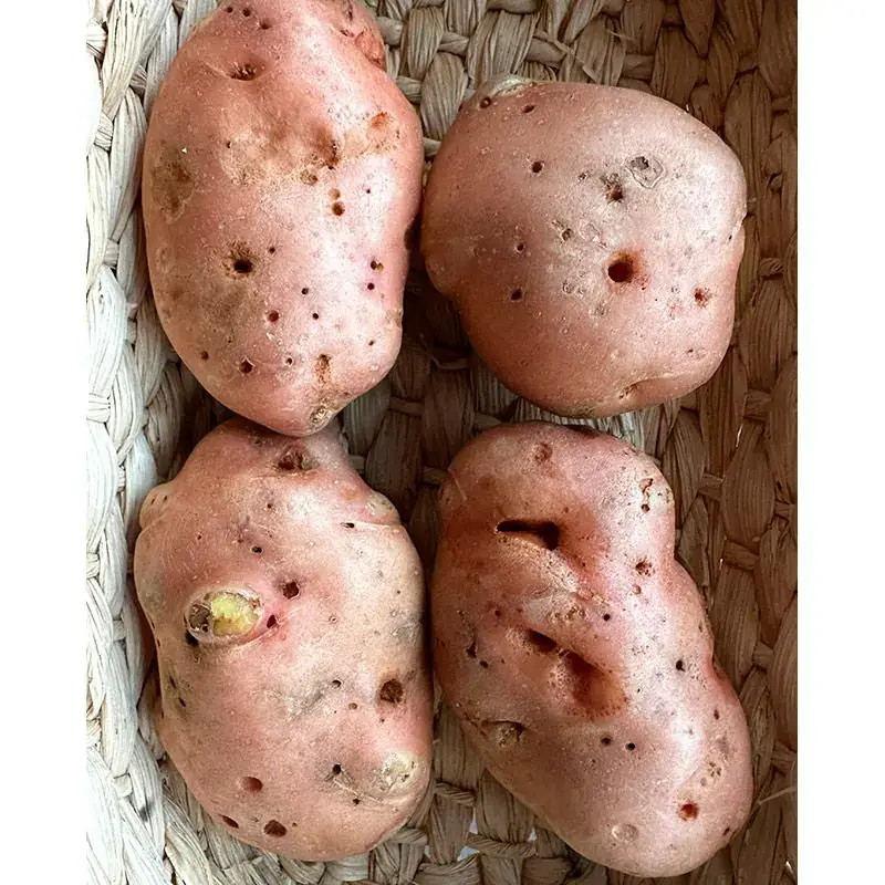 Batata Asterix Orgânica com imperfeições (aprox. 500g)