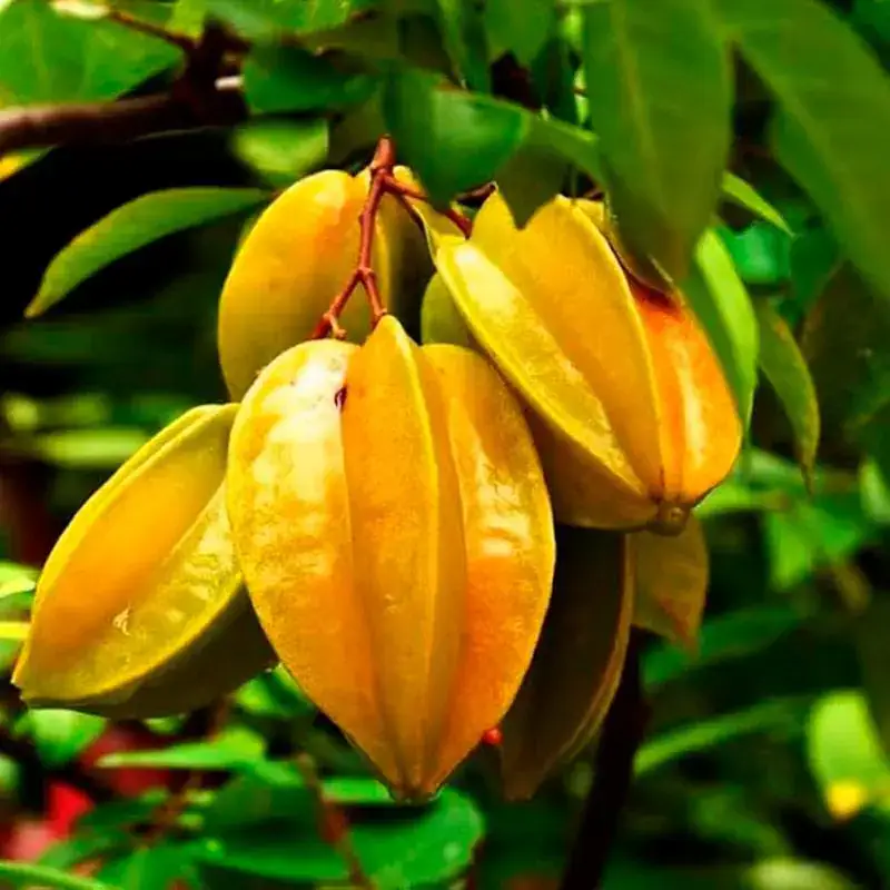 Carambola Orgânica 400g
