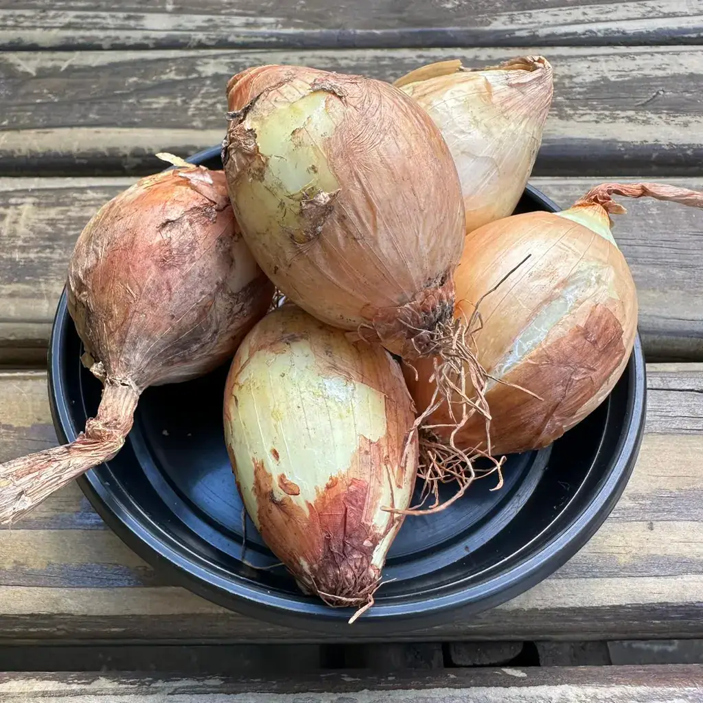 Cebola Orgânica com imperfeições (aprox. 500g)