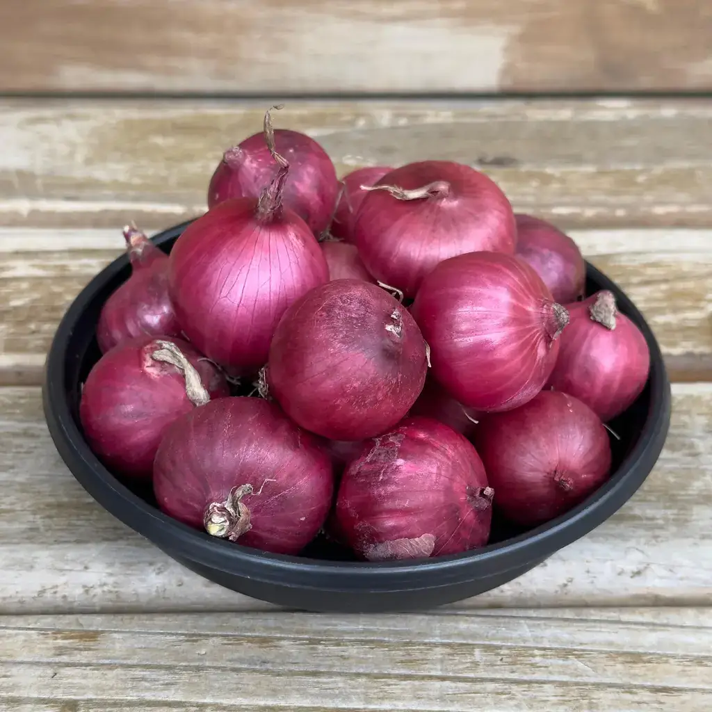 Cebola Orgânica Roxa Petisco Mini (aprox. 250g)