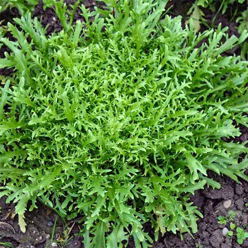 Chicória Crespa Orgânica