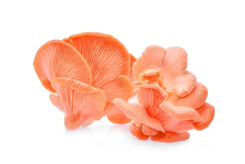 Cogumelo Shimeji Salmão Orgânico bdj 200g