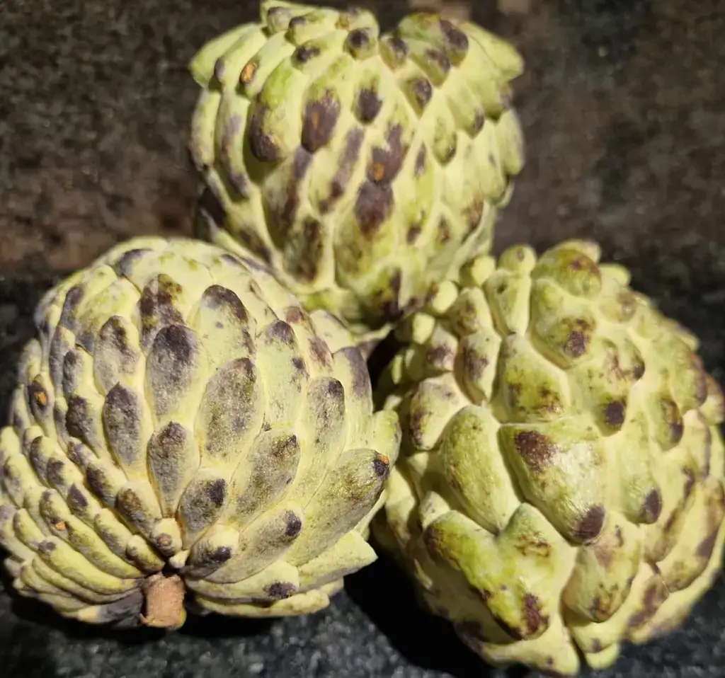 Fruta-do-conde Atemoia Orgânica (aprox. 500g)
