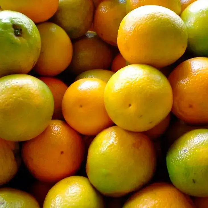 Laranja Pera Orgânica (aprox. 500g)