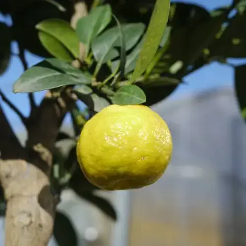 Limão Doce Orgânico (aprox. 500g)