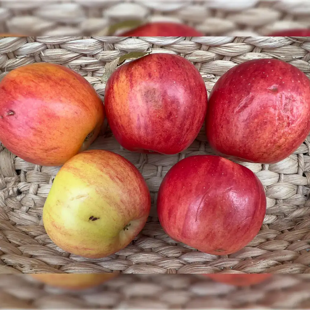 Maçã Orgânica com imperfeições (aprox. 500g)