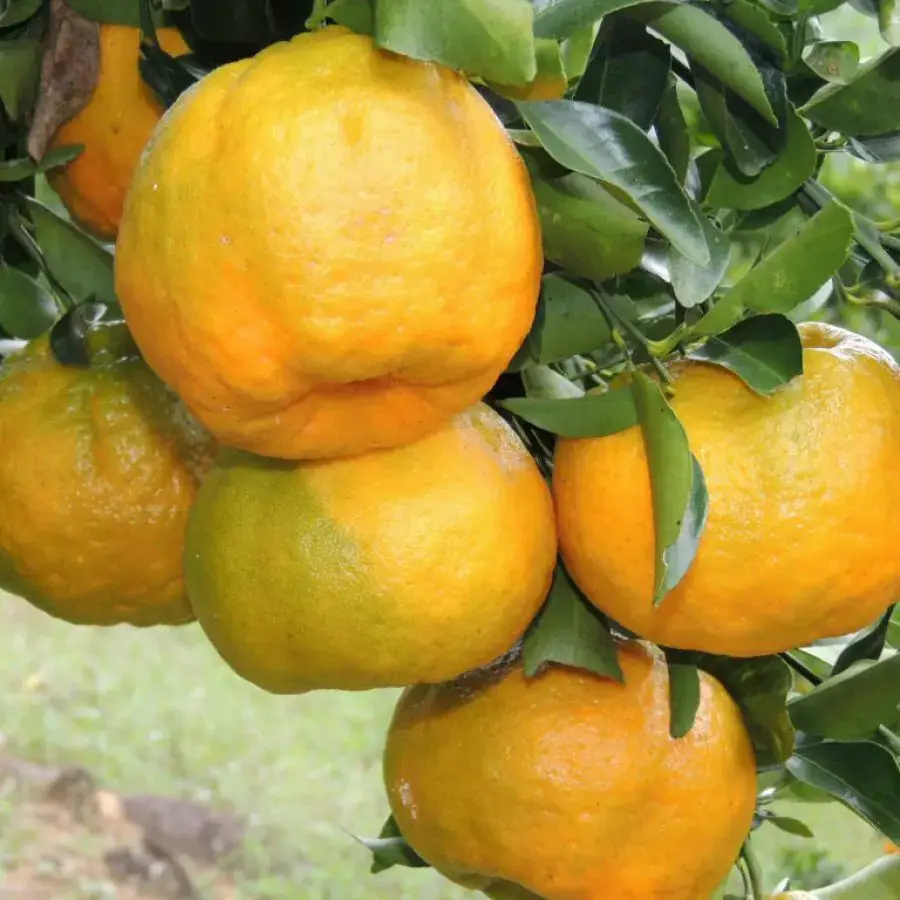 Mexerica Ponkan Orgânica (aprox. 500g)