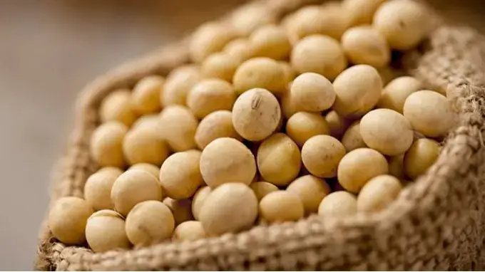 Soja Orgânica 500g