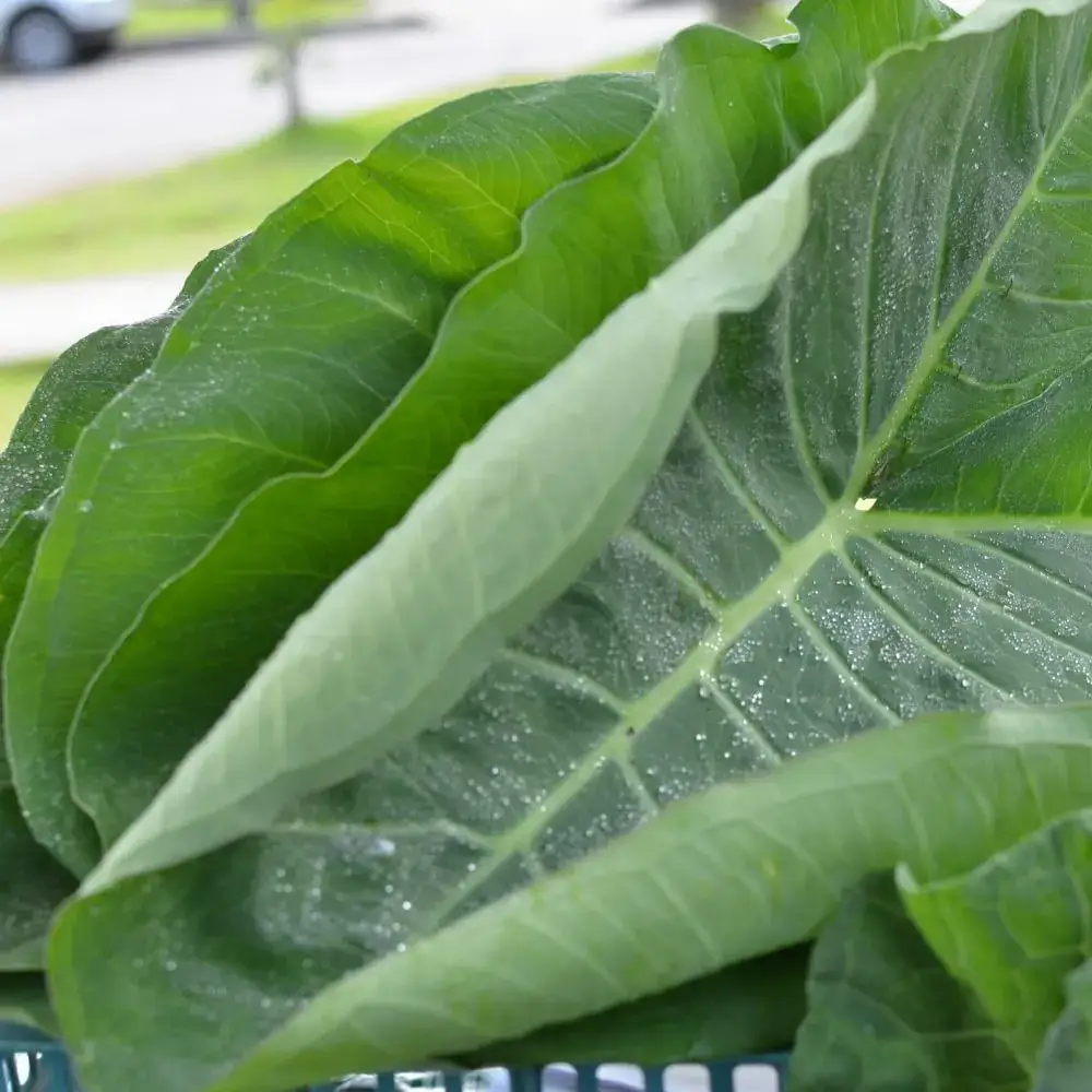 Taioba Orgânica
